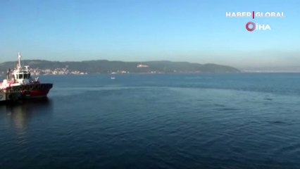 8 yunus balık avlamaya çalışırken görüntülendi