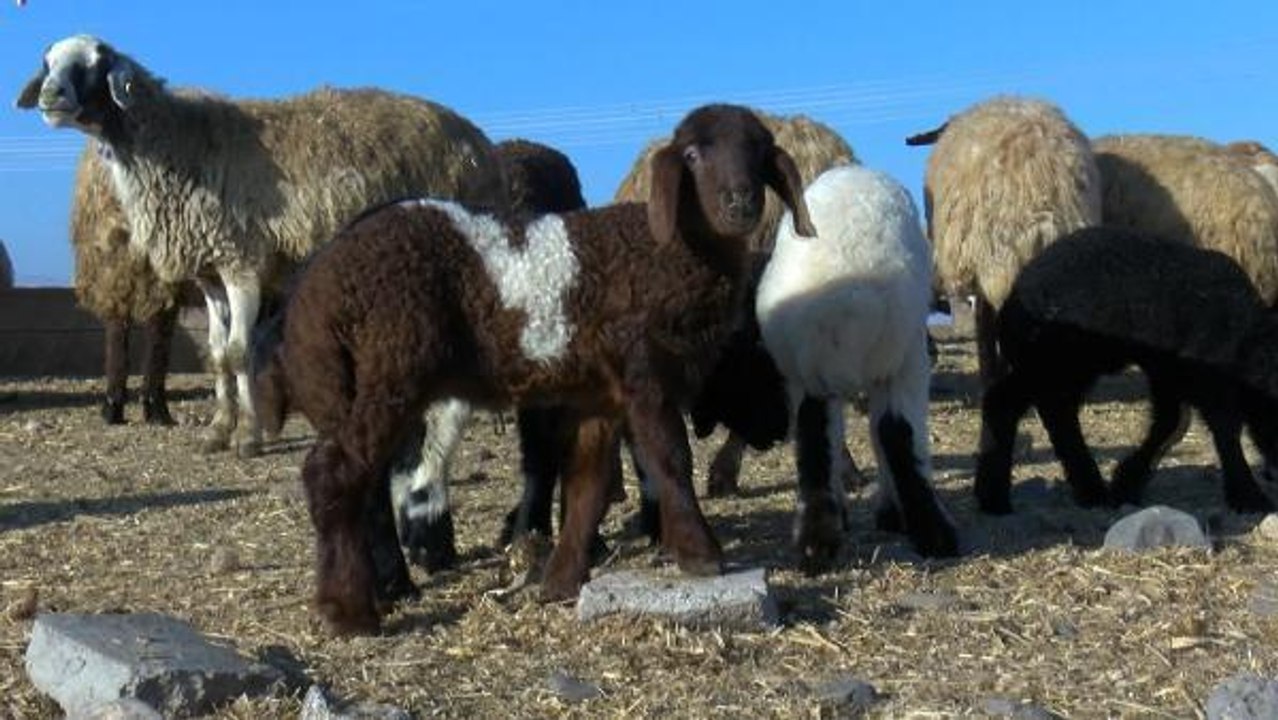 MUŞ'TA KOYUN VE KEÇİ DOĞUMLARI BAŞLADI; 590 BİN YAVRU BEKLENİYOR