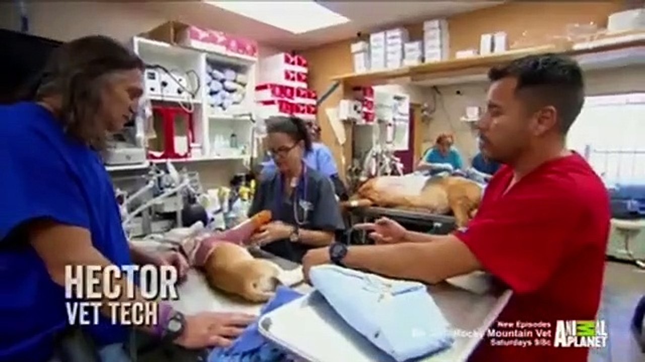 Dr. Jeff - Rocky Mountain Vet - Se2 - Ep03 HD Watch
