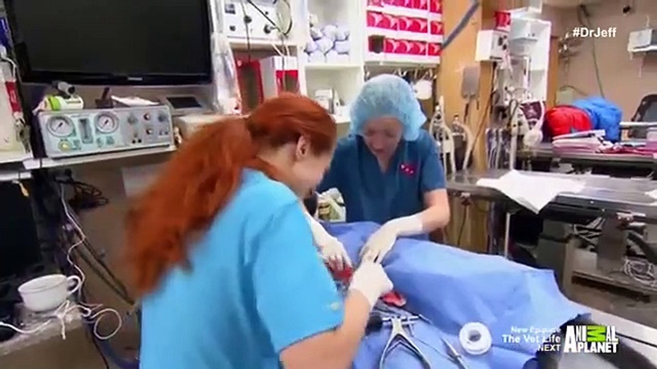 Dr. Jeff - Rocky Mountain Vet - Se2 - Ep10 HD Watch