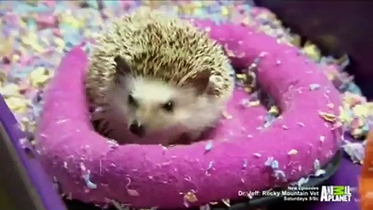 Dr. Jeff - Rocky Mountain Vet - Se2 - Ep04 HD Watch