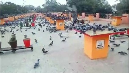 परिंदा विहार- प्रतिदिन पक्षी खा जाते हैं आठ क्विंटल बाजरे का चुग्गा