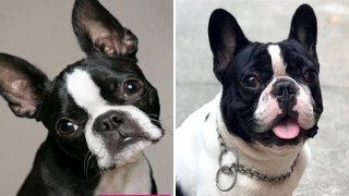 Things You CANT Have When You Own A French Bulldog_