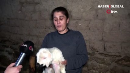 İlk kuzular dünyaya geldi: Bebek gibi bakıyorlar