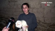 İlk kuzular dünyaya geldi: Bebek gibi bakıyorlar