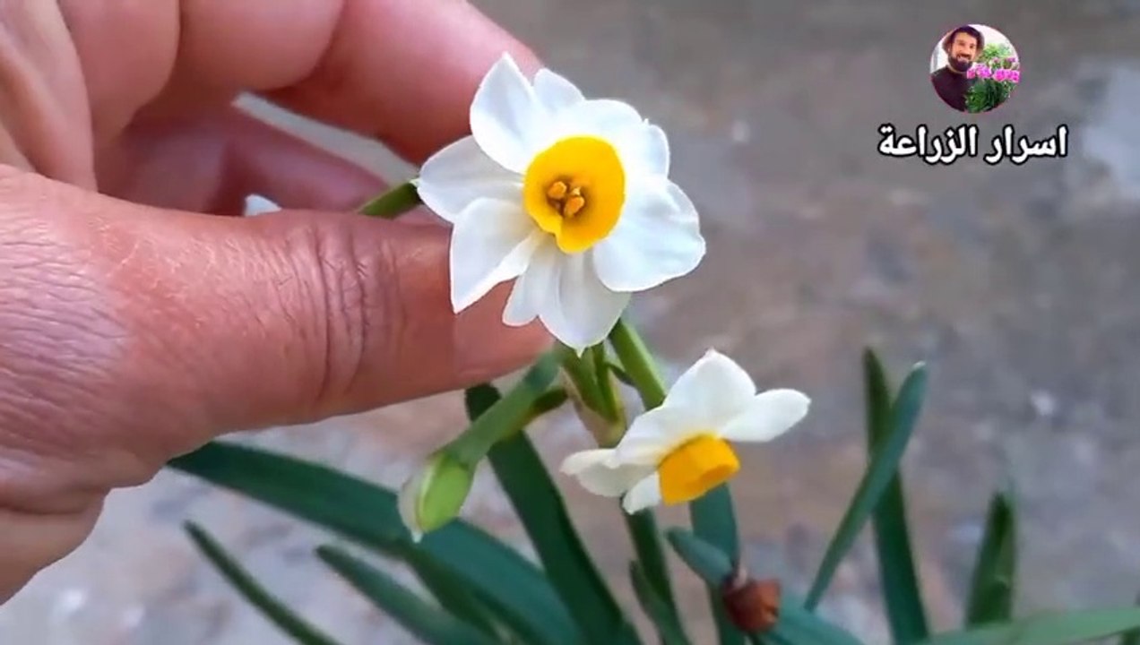 اخيراً زرعت ازهار النرجس(اسرار الزراعة)