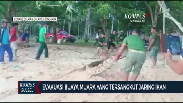 Evakuasi Buaya Muara Yang Tersangkut Jaring Ikan
