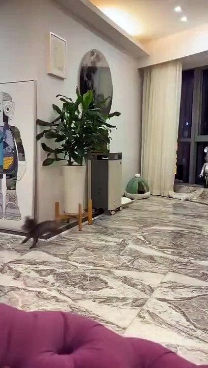 Chien Tornade