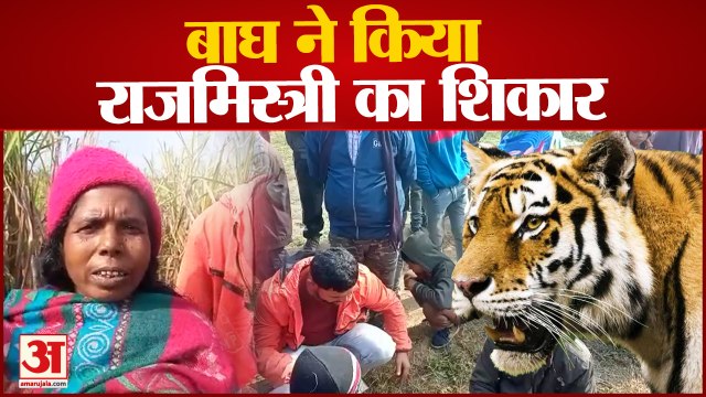 Pilibhit News : बाघ ने राजमिस्त्री का किया शिकार, बेहद बुरे हाल में मिला शव, इलाके में फैली दहशत