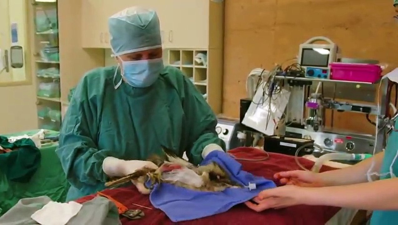 Crikey! It's the Irwins - Se2 - Ep09 - Roberts Alligator Feeding Frenzy HD Watch