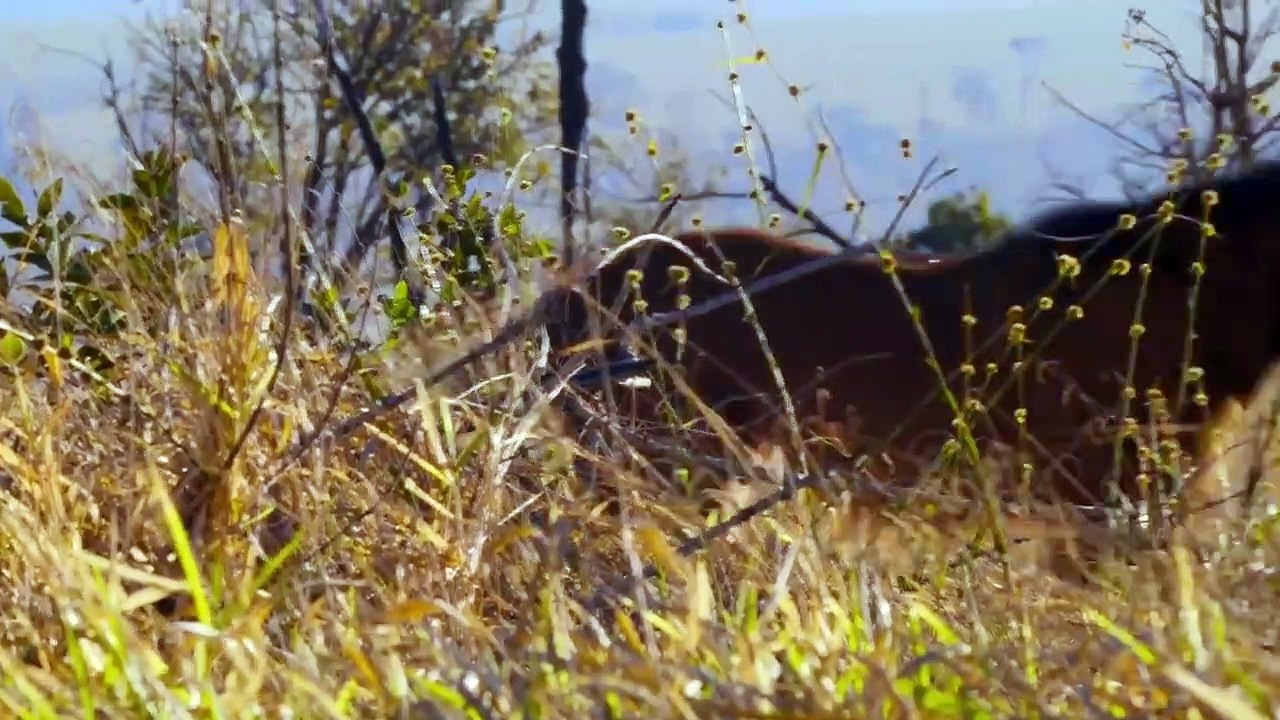 Animal - Se1 - Ep02 - Dogs HD Watch