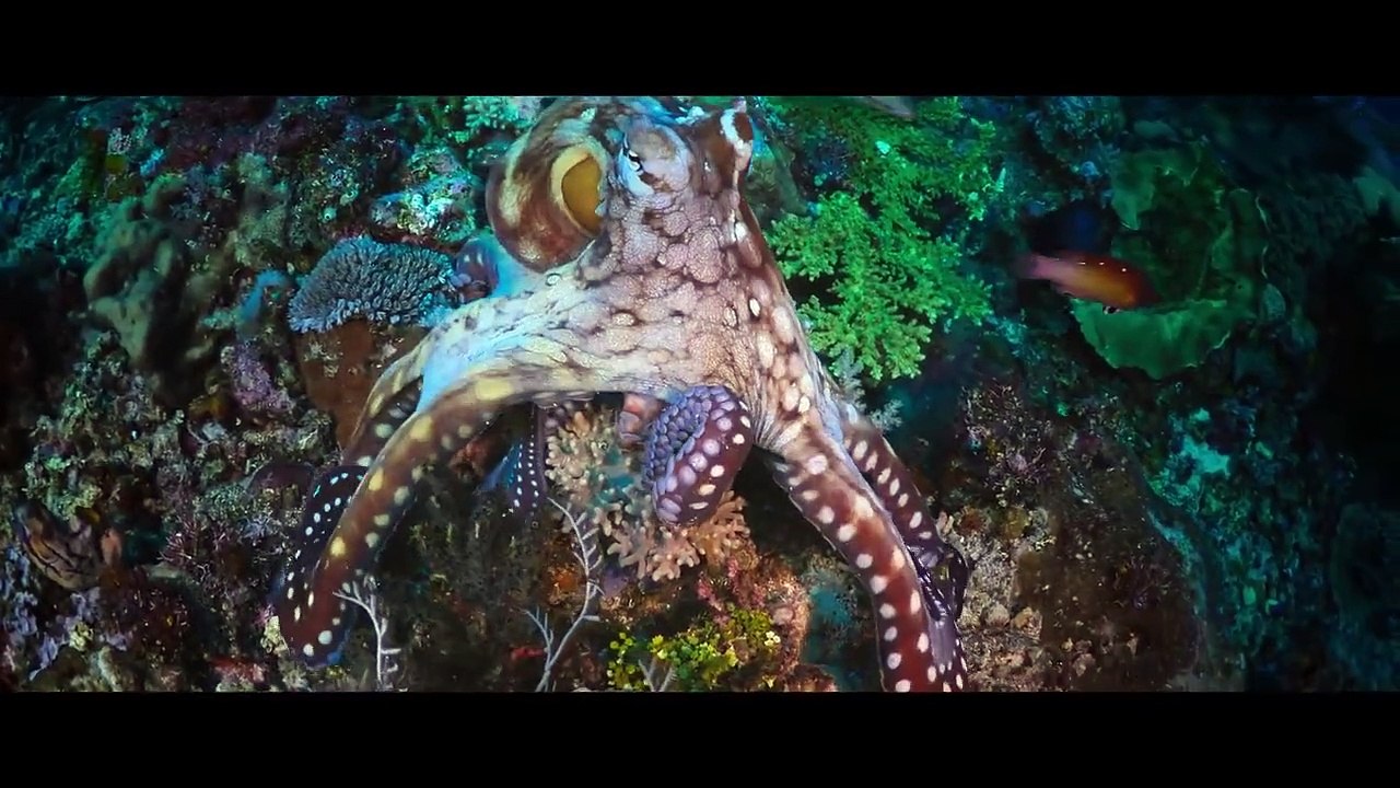 Animal - Se1 - Ep04 - Octopus HD Watch