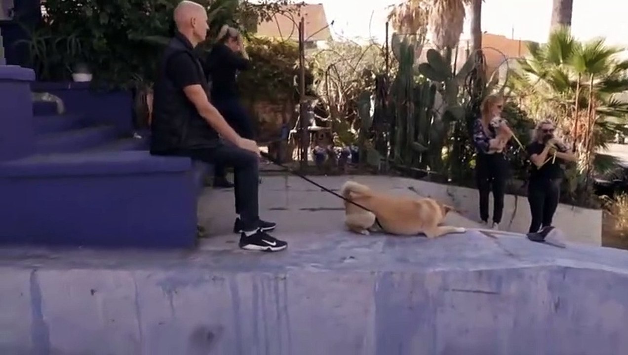 Dog - Impossible - Se1 - Ep02 - Don't Fear the Collar HD Watch
