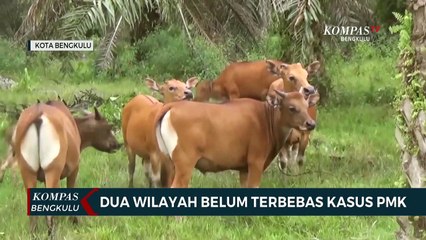 2 Wilayah Belum Terbebas Kasus PMK