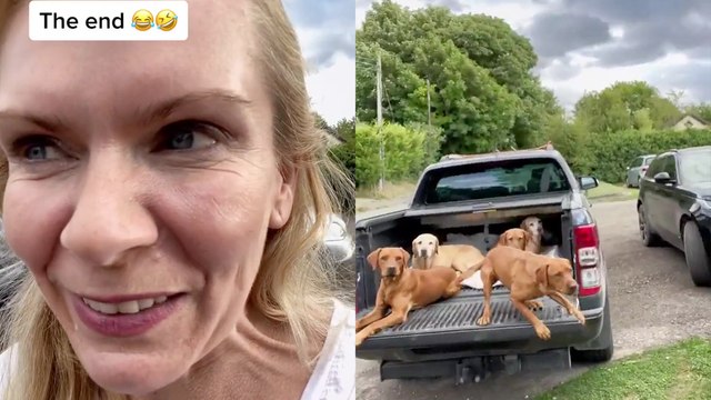 Fox Red Labs show that they can be cute and savage at the SAME TIME!