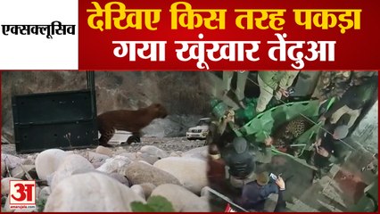 Aligarh News : जवां से पकड़ा गया तेंदुआ मोहंड रेंज में छोड़ा गया, बीते दिन एक बच्चे को किया था घायल