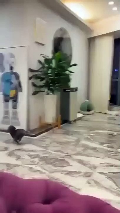 Ce Chien est excité  pour aller dehors !