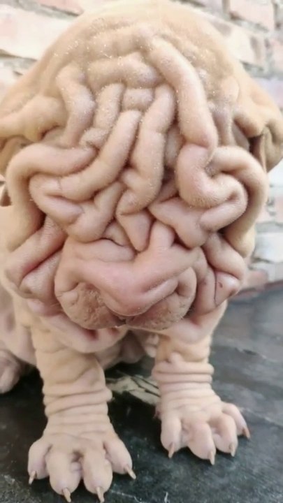 chinese shar pei dog breed