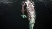 Spettacolare evento della natura: il video della balena grigia che partorisce accanto a una barca