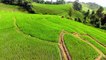 Peaceful Relaxation With Beautiful Rice Fields - Relaxing Music For Stress Relief, Yoga, Spa