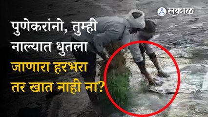 Pune News: तुम्ही खात असलेला हरभरा नाल्यात धुतल्या जातोय का? | Sakal
