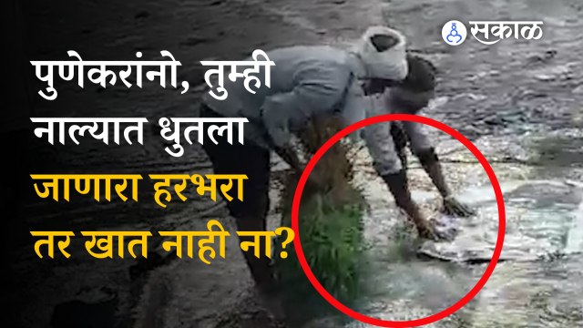 Pune News: तुम्ही खात असलेला हरभरा नाल्यात धुतल्या जातोय का? | Sakal