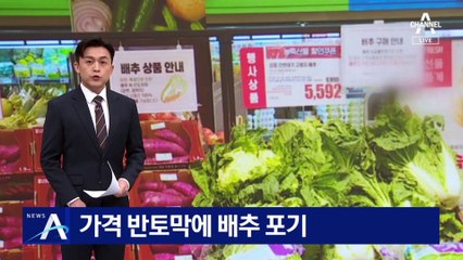 가격 하락에 인건비도 못 건져…배추 수확 포기