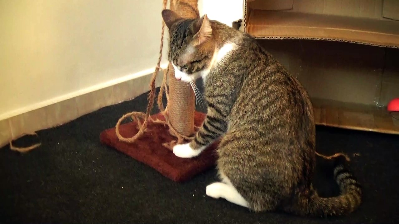 A Playful Cat