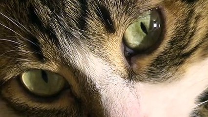 Beautiful Cat Eyes