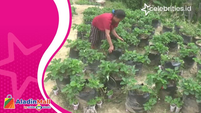 Serunya Petik Buah Stroberi di Lereng Pegunungan Mamasa