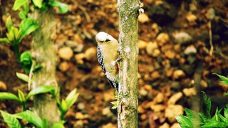 007 Beautiful Bird With Relaxing Music and Nature