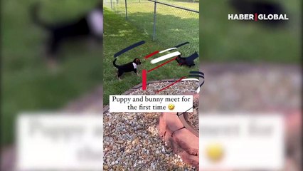Köpekle tavşanın ilk buluşması izleyenleri gülümsetti