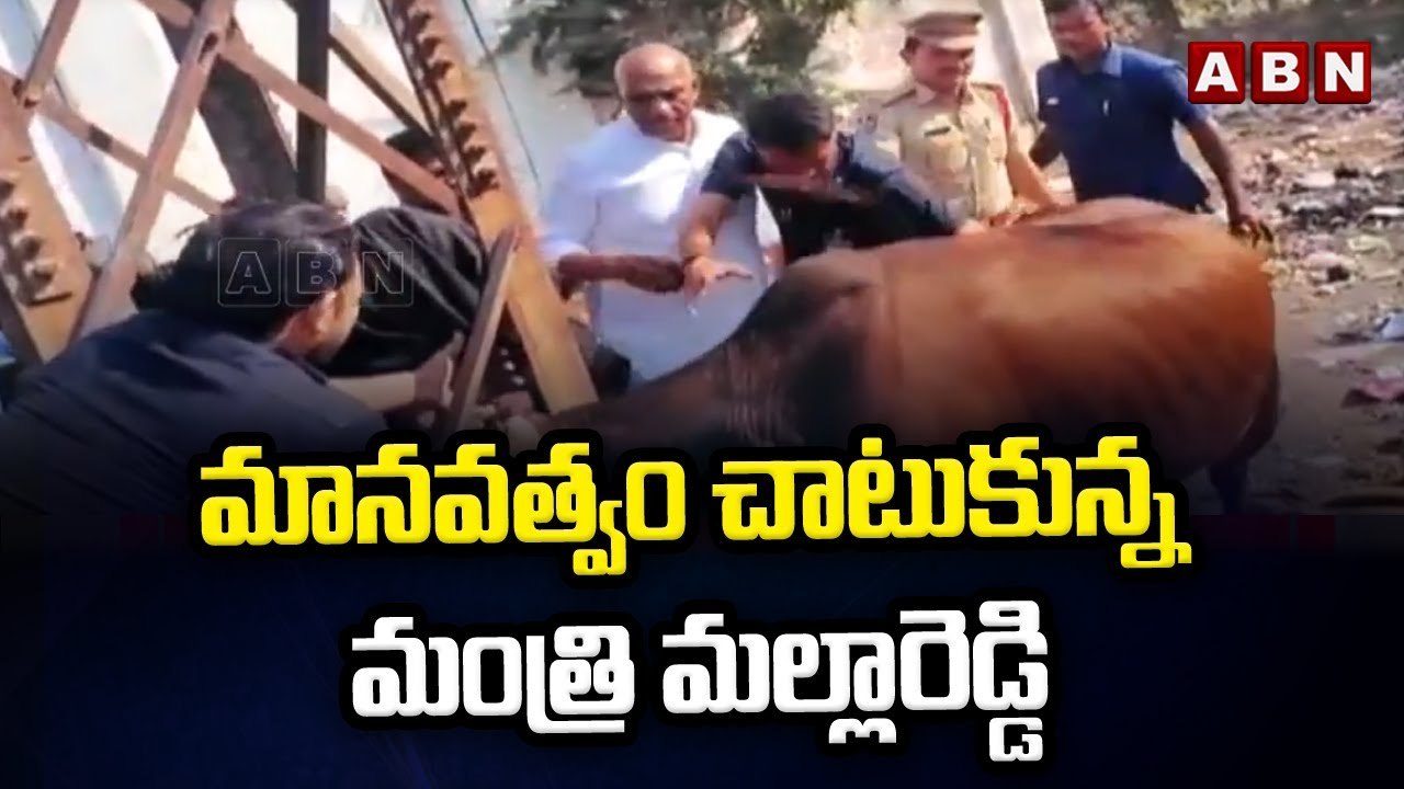 కరెంట్ స్తంభంలో ఇరుక్కున్న ఆవు.. కాపాడిన మంత్రి మల్లారెడ్డి __ ABN Telugu