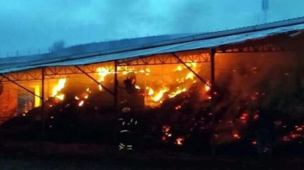 Tekirdağ'da çiftlik yangını: 2'si yavru köpek 6 hayvan öldü