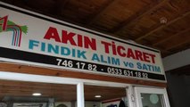 Tüccarın satın aldığı fındık çuvallarından 28 kilogramlık iki taş çıktı