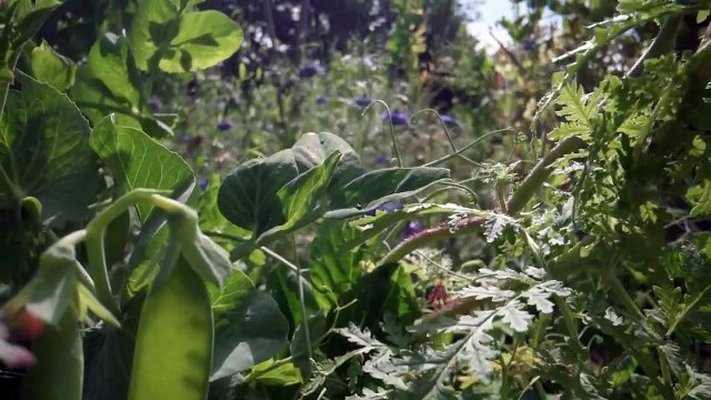 Le Petit Peuple du Potager, Les Alliés Du Vivant Bande-annonce VF