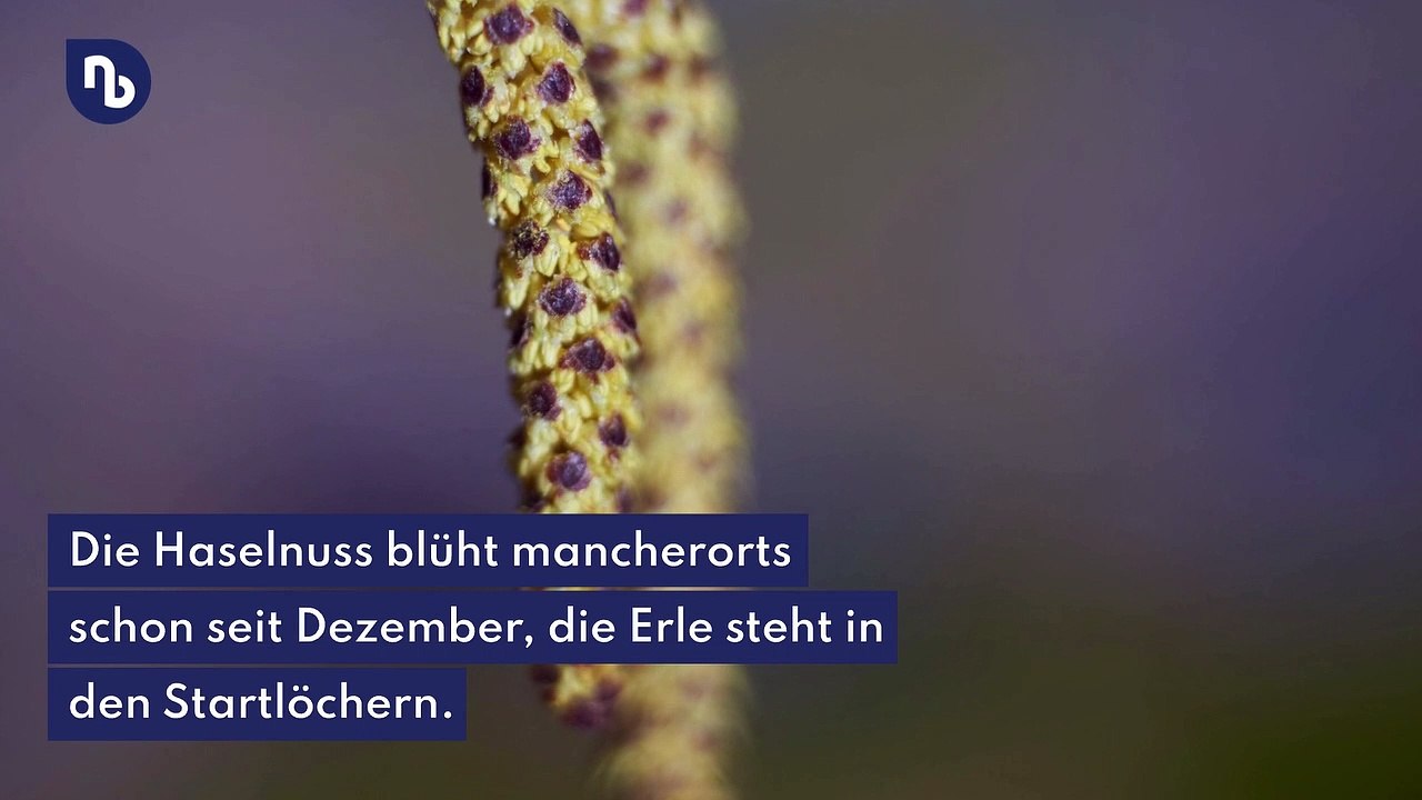 Allergiker aufgepasst: Diese Pollen fliegen schon im Januar