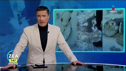 Tras tormenta invernal, pareja libera aves atrapadas en el hielo