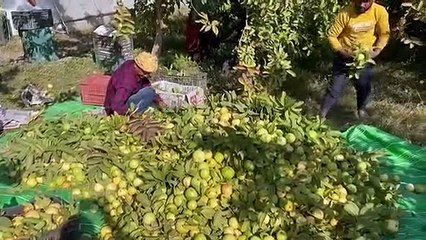 सर्दी व कोहरे से अमरूदों में बढ़ी मिठास लेकिन औधे मुंह गिरे दाम