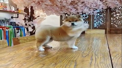 Don’t listen to this Divine Comedy for your dog. As soon as the music starts, the dog dances on the stage, and I’m already bursting out laughing