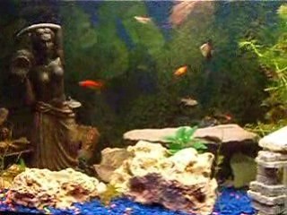 aquarium d'eau chaude