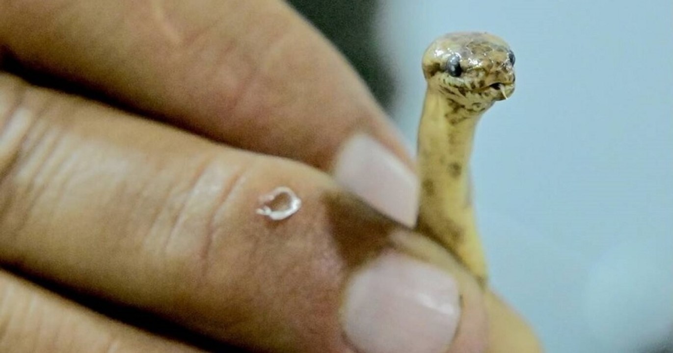 Les scientifiques ont trouvé une nouvelle espèce de boa nain en Amazonie équatorienne