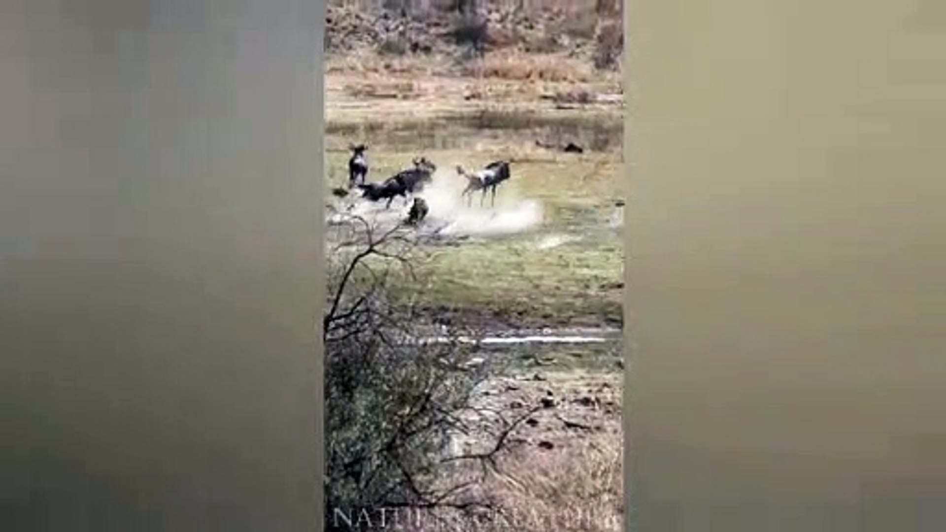 ⁣Stalking Leopard
