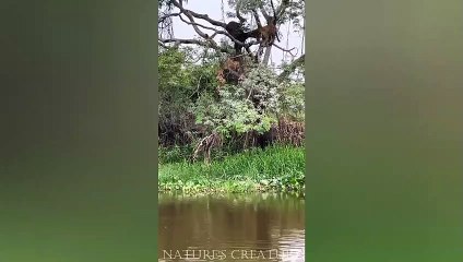 Giving up has never been an option