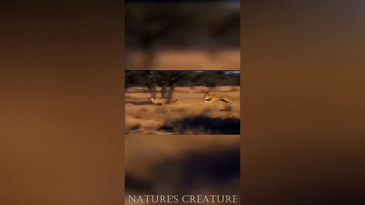 Lion takes down a cheetah