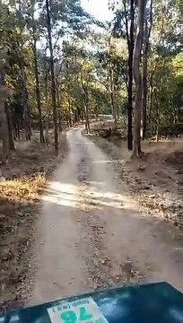 चार शावकों के साथ नजर आई बाघिन