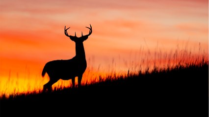 Chasse : voici les mesures décidées par le gouvernement pour encadrer la pratique