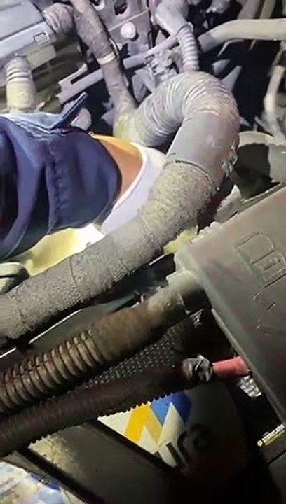 Gata se esconde em capô de viatura e é resgatada por policiais na BR-101 em SC