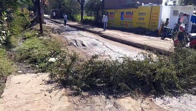 cut down roadside trees
