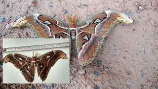 Giant Butterfly attacus atlas_HD